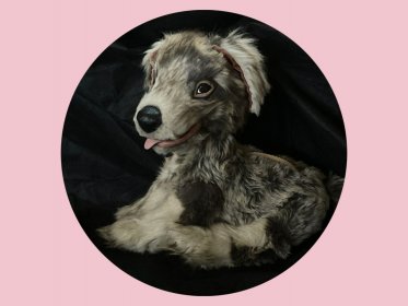 Čupřina a himálajský horyduch