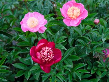 Květinové slavnosti